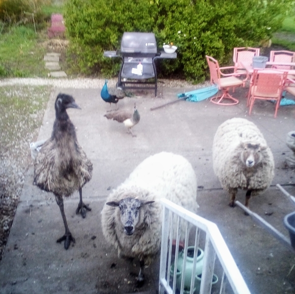 🐓🐿️🐦🦆🐑Meet your Posher, Tawnya🐄🐷🦊🐱🐕🐇🐴 - Picture 9 of 14